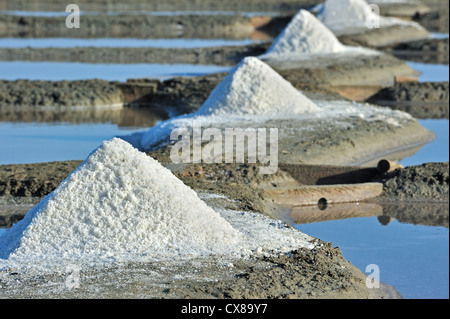 Pfähle auf Salzpfanne für die Produktion von Fleur de Sel / Meersalz entlang der Küste auf der Insel Ile de Ré, Charente-Maritime, Frankreich Stockfoto