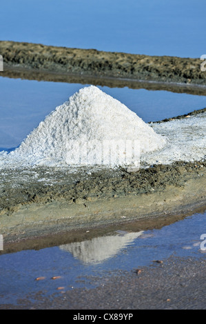 Flor in Salzpfanne für die Produktion von Fleur de Sel / Meersalz entlang der Küste auf der Insel Ile de Ré, Charente-Maritime, Frankreich Stockfoto