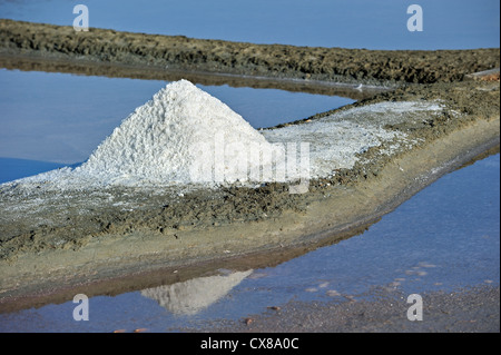 Flor in Salzpfanne für die Produktion von Fleur de Sel / Meersalz entlang der Küste auf der Insel Ile de Ré, Charente Maritime, Frankreich Stockfoto