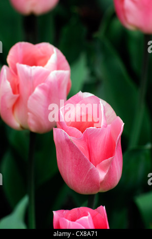 Tulipa Apricot Beauty einzelne frühe Lachs rosa Tulpe Garten Blumen Frühling Blume Blüte Blüte Bett Farbe Farbe Stockfoto