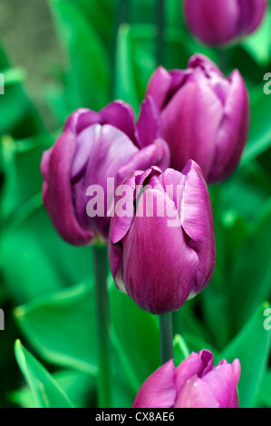 Tulipa Negrita lila rosa Triumph Tulpe Garten Blumen Frühling Blume Blüte Blüte Bett Farbe Farbe Stockfoto