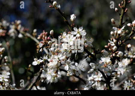 Crataegus Monogyna gemeinsame Weißdorn Single ausgesät Weißdorn Weißdorn weiße Blumen Frühling Blüte Blüte Mayblossom, maythorn Stockfoto