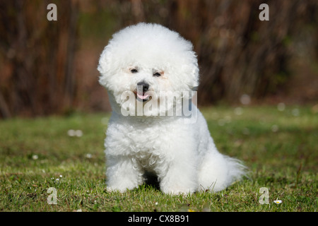 Bichon Frise sitzt Stockfoto