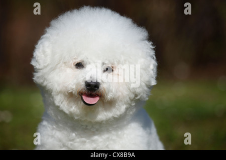 Bichon Frise-Portrait Stockfoto