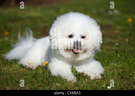 Bichon Frise Stockfoto