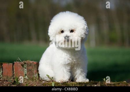 Bichon Frise sitzt Stockfoto