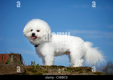 stehende Bichon Frise Stockfoto