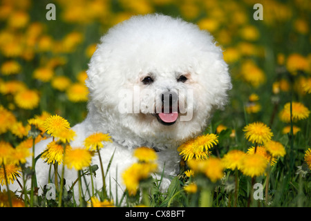 Bichon Frise-Portrait Stockfoto