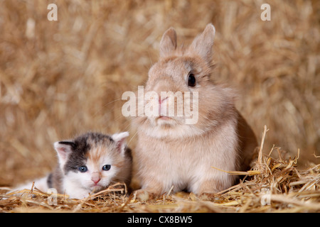 löwenköpfige Kaninchen und Kätzchen Stockfoto