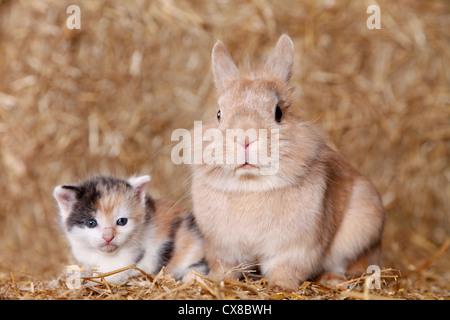 löwenköpfige Kaninchen und Kätzchen Stockfoto