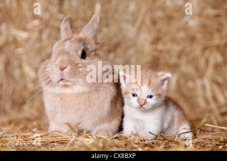 löwenköpfige Kaninchen und Kätzchen Stockfoto