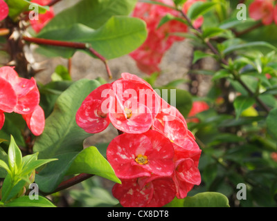 Eine Nahaufnahme von interessanten Blüten Stockfoto