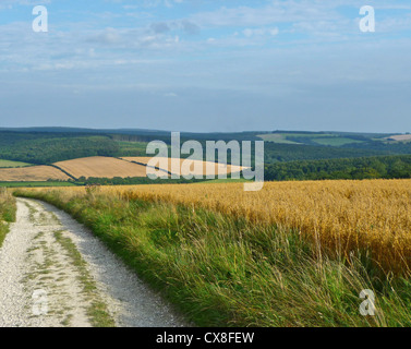 Ein Blick auf den South Downs Way in West Sussex. Dies ist ein National Trail in Form eines 100 Mile Weges für Fußgänger, Radfahrer und Reiter zwischen Winchester und Eastbourne. Stockfoto