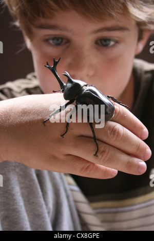 Elf Jahre alter Junge hält ein großer Hirschkäfer auf seine Hand und mit großem Interesse beobachtet. Stockfoto