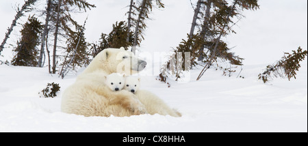 Eisbär (Ursus Maritimus) sät und zwei jungen auf ihre Mutter wieder außerhalb ihrer Höhle im Wapusk National Park ausruhen. Manitoba Stockfoto