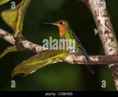 Lila-throated Mountaingem Stockfoto