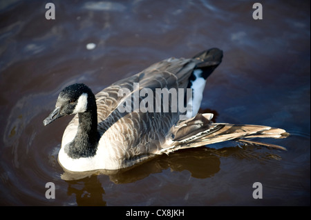 Kanada-Gans mit gebrochenen Flügel. Fluß Esk, Musselburgh. Schottland Stockfoto