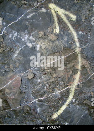 direktionale Graffiti Pfeil auf Fosilised Stein. Stockfoto