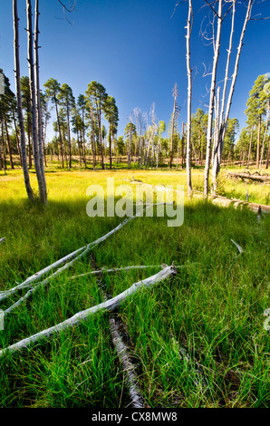 Apache-Sitgreaves National Forest in Nord-Zentral-Arizona. Moor-Gebiet. In der Nähe von FR 288. Stockfoto