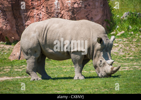 Dies ist ein Bild von einem Nashorn im Zoo von Toronto Stockfoto