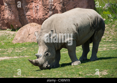 Dies ist ein Bild von einem Nashorn im Zoo von Toronto Stockfoto