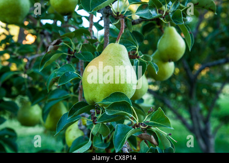 Birnen fast bereit zu holen Stockfoto