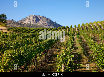 Reihen von Weinreben mit Berg im Hintergrund Stockfoto