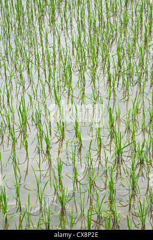 Neu gepflanzte Reisfelder in Südost-China wächst Stockfoto