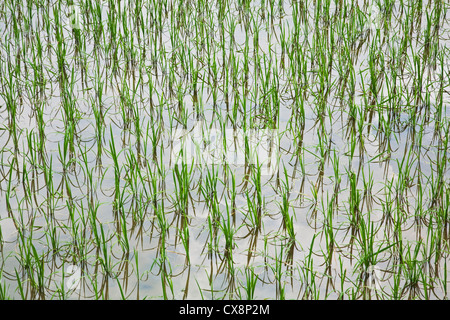 Neu gepflanzte Reisfelder in Südost-China wächst Stockfoto