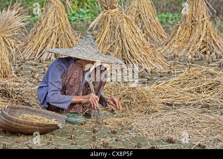 Eine schöne 93 Jahre alte Chinesin Ernte Reis die traditionelle Art und Weise mit ihren Händen den Toren Guilin, China Stockfoto