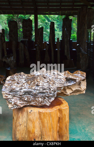 VERSTEINERTES Holz Ausstellung im KANDAWGYI NATIONALGARTEN in PYIN U LWIN auch bekannt als MAYMYO - MYANMAR Stockfoto