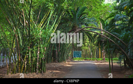 RIESENBAMBUS am KANDAWGYI NATIONALGARTEN in PYIN U LWIN auch bekannt als MAYMYO - MYANMAR Stockfoto