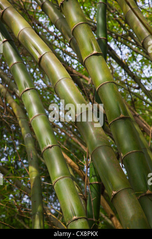 RIESENBAMBUS am KANDAWGYI NATIONALGARTEN in PYIN U LWIN auch bekannt als MAYMYO - MYANMAR Stockfoto