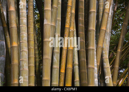 RIESENBAMBUS am KANDAWGYI NATIONALGARTEN in PYIN U LWIN auch bekannt als MAYMYO - MYANMAR Stockfoto