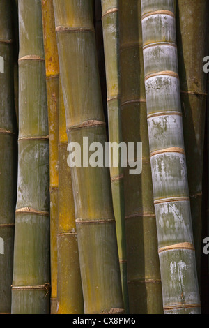 RIESENBAMBUS am KANDAWGYI NATIONALGARTEN in PYIN U LWIN auch bekannt als MAYMYO - MYANMAR Stockfoto