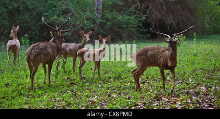 Hirsch am KANDAWGYI NATIONALGARTEN in PYIN U LWIN auch bekannt als MAYMYO - MYANMAR Stockfoto