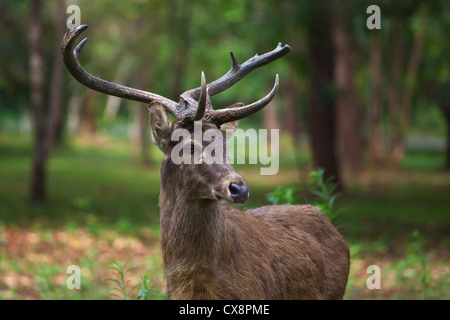 Ein Hirsch am KANDAWGYI NATIONALGARTEN in PYIN U LWIN auch bekannt als MAYMYO - MYANMAR Stockfoto