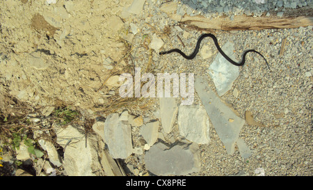 schwarze Schlange mit gelben Flecken auf dem Kopf kriecht über Felsen Stockfoto