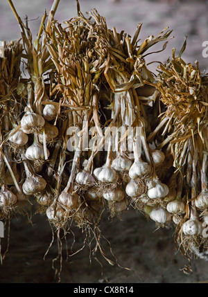 Knoblauch trocknet in einem Bauernhaus - HSIPAW, MYANMAR Stockfoto