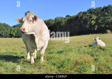 friedliche Charolais-Kühe auf einer grünen Wiese Stockfoto
