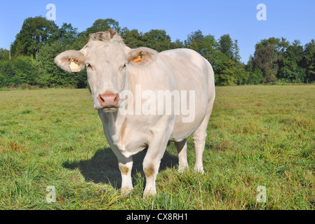 Charolais-Kühe auf einer grünen Wiese Stockfoto