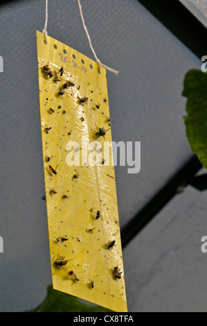 Flypaper, verwendet, um Schädlinge im Gewächshaus trap Stockfoto