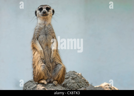 Erdmännchen auf der Hut sein Revier Stockfoto