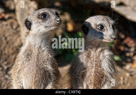 Erdmännchen auf der Hut sein Revier Stockfoto