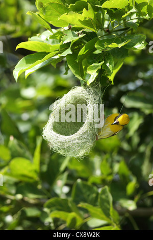 Baya Weaver männlich Gebäude den Nest - Ploceus Philippinus - Andhra Pradesh Südindiens Stockfoto