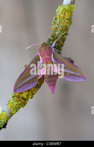 Elefant Hawkmoth Deilephila Elpenor ruht auf einem Flechten bedeckt Zweig Stockfoto