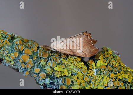Überbackene Greiferspitze Falcaria Lacertinaria Erwachsene Motte eine Pause auf einem Zweig Flechten bedeckt Stockfoto