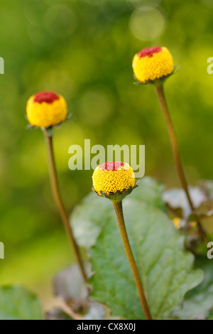 Parakresse. Spilanthes Acmella oder Oleracea. Stockfoto