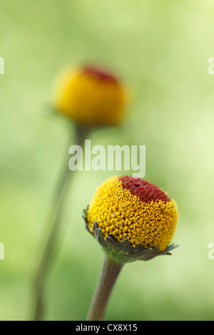 Parakresse. Spilanthes Acmella oder Oleracea. Stockfoto