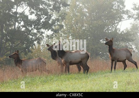 Vier Kuh Elch auf einer Wiese an einem sonnigen Tag. Stockfoto